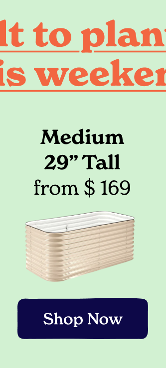 Medium 29" Tall