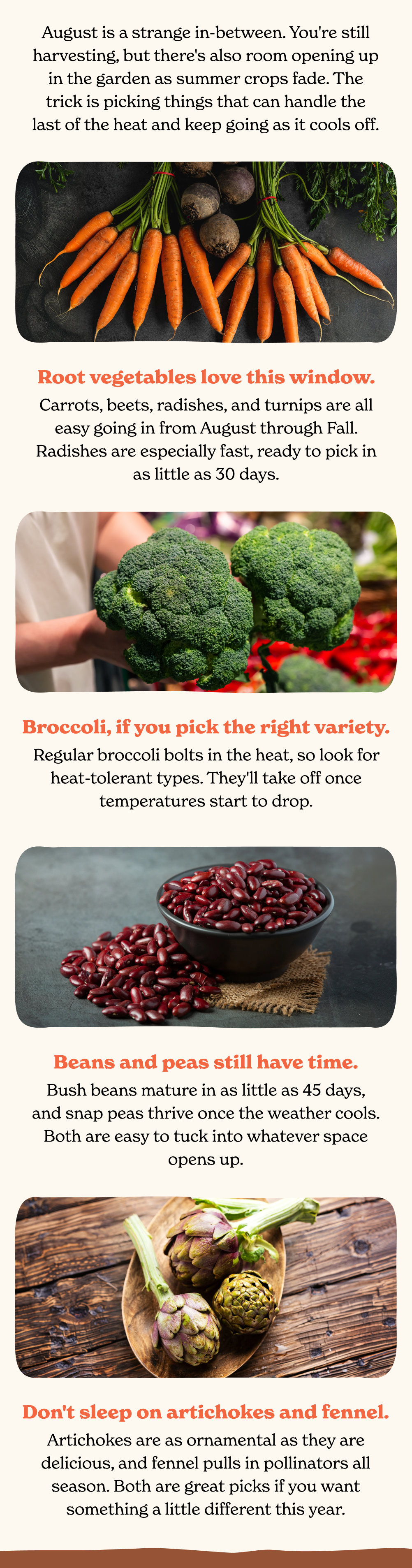 August is a strange in-between. You're still harvesting, but there's also room opening up in the garden as summer crops fade. 