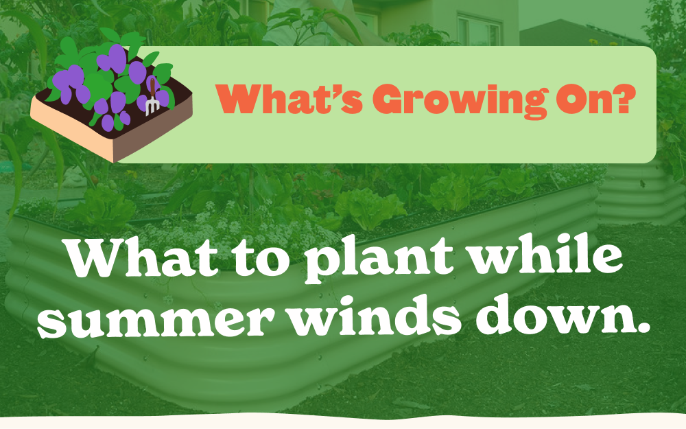What to plant while summer winds down.